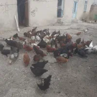 مرغ وخروس جوان|حیوانات مزرعه|ثمرین, |دیوار