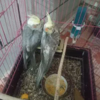 ۱ یی جفت عروس هلندی