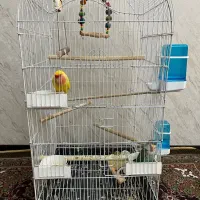 یه جفت طوطی برزیلی|پرنده|تهران, گلچین|دیوار