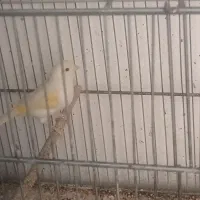 قناری ماده|پرنده|نسیمشهر, |دیوار