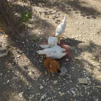 مرغ خروس|حیوانات مزرعه|تهران, چوب تراش|دیوار