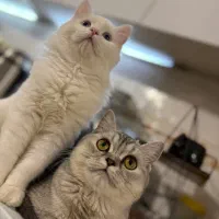 گربه نژاد اسکاتیش و پرشین کلاسیک