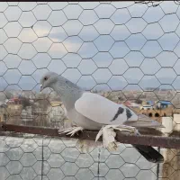 آبی نر|پرنده|اهر, |دیوار