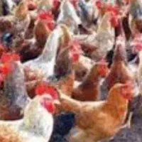 خروس محلی دونه ای 1700
