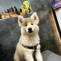 واگذاری توله سامویید ۳ونیم ماهه