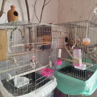 قفس پرنده، طوطی و مرغ عشق