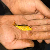 بچه ماهی کوی