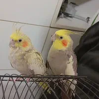 یک جفت عروس.هلندی