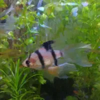 ماهی بارب باله بلند و شن کف