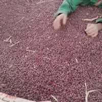 لوبیا سفید درجه یک