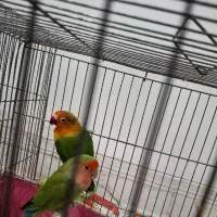 کوتوله برزیلی