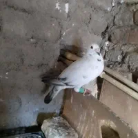 کبوتر جفتکاهی