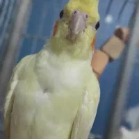 قبول واگذاری پرنده شما