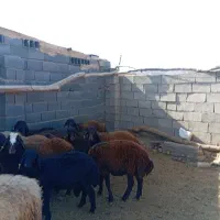 11بره نر|حیوانات مزرعه|تربت جام, جلگه موسی آباد|دیوار