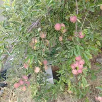 سیب درختی سرخ|خوردنی و آشامیدنی|شیراز, جانبازان|دیوار