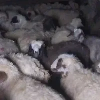 معاوضه گوسفند باتراکتور ۱۴۰۰به بالا