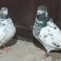 کبوتر کله دم سبز