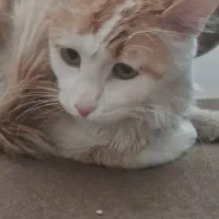 گربه میکس پرشین واگذار می شود