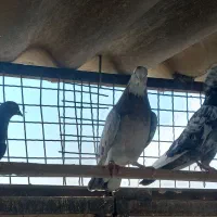 کفتر سرور عالی نشون دار|پرنده|تهران, بیسیم|دیوار