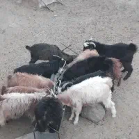 بزغاله‌چاق‌برای‌پرواری‌پروارشده‌با‌بهترین‌علوفه