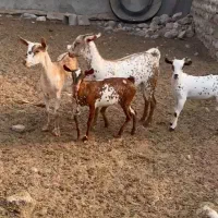 خالص بزغا|حیوانات مزرعه|انار, |دیوار