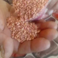 گندم پیش گام آبی