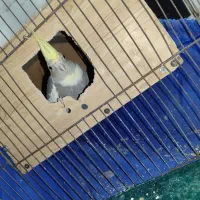 عروس هلندی جفت|پرنده|پاکدشت, کبودگنبد|دیوار