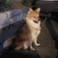 پامر اشپیتز خانگی