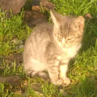 سرپرستی گربه