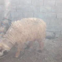 تعداد گوسفند  فروشی  فاریاب|حیوانات مزرعه|فاریاب, |دیوار