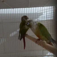 طوطی کوتوله ، عروس هلندی ، گرینچیک|پرنده|بندرعباس, |دیوار