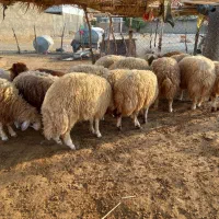 بره نر پروار