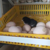 جوجه لاری و تخم لاری و خروس|حیوانات مزرعه|ساوه, |دیوار