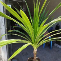 فروش گل پاندانوس