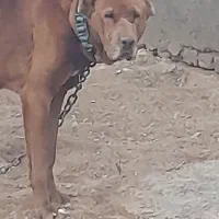 ماده کوچک دهی عالی