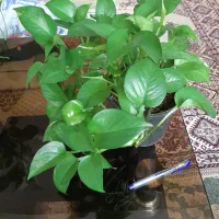 تعدادی گل پتوس کاملا سالم وسرحال|گل و گیاه طبیعی|مشکیندشت, |دیوار