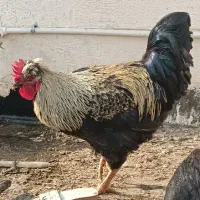 مرغ و خروس کاکلی