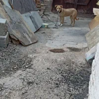 واگذاری سگ|سگ|کرمانشاه, |دیوار