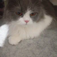 بیریتیش لانگ هیر خوش اخلاق