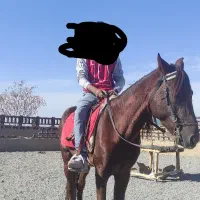 اسب دو رگ ترکمن و هلندی نریان|اسب و تجهیزات اسبسواری|بیرجند, |دیوار