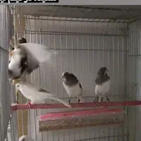 قناری قرولتی واتر اسلایگر