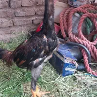 جوجه لاری شامو