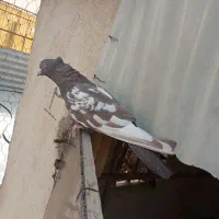 کبوتر. رنگی نر|پرنده|فردیس, نگارستان|دیوار