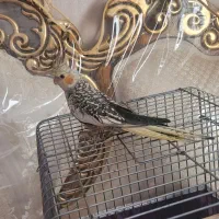 عروس هلندی ۲ ماهه ابلق