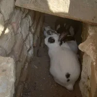 واگذاری خرگوش سه تا|موش و خرگوش|محمدیه-قزوین, |دیوار