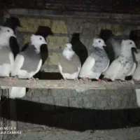 کفترطوق آجری سرکی طوقی شازده سینه سیاه سینه مخمل