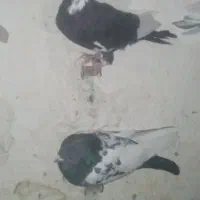 4عدد کبوتر|پرنده|زرند, |دیوار