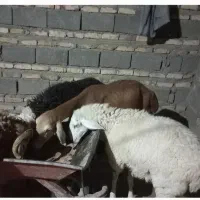 قوچ و گوسفند بوری|حیوانات مزرعه|زابل, |دیوار