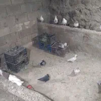 فروش ۲۶ عدد کفتر دونه ۴۰۰ تومن|پرنده|دشتک, |دیوار