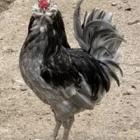 جوجه گلین